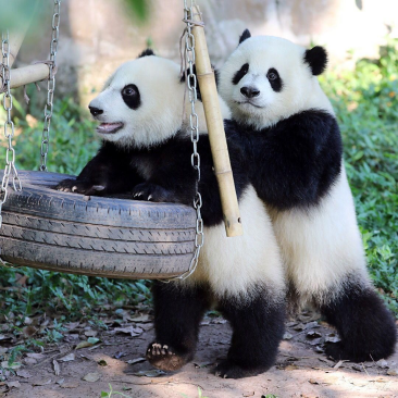 giant pandas